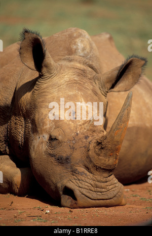 White Rhinoceros or Square-lipped Rhino (Ceratotherium simum), sleeping Stock Photo