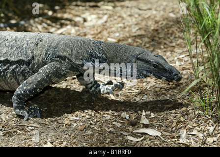 Lace Monitor Lizard or Lace Goanna (Varanus varius), Australia Stock Photo