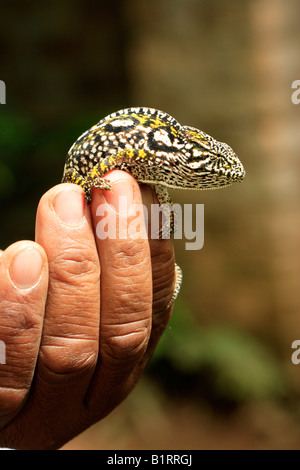 Hand holding a Jewelled Chameleon or Carpet Chameleon (Furcifer lateralis), female, Madagascar, Africa Stock Photo