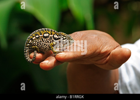 Hand holding a Jewelled Chameleon or Carpet Chameleon (Furcifer lateralis), female, Madagascar, Africa Stock Photo