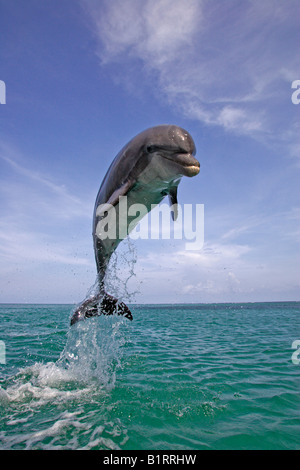 Tursiops truncatus Delfine springen bei Sonnenuntergang Karibik ...