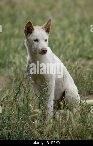 Dingo (Canis lupus dingo), young, pup, Australia Stock Photo