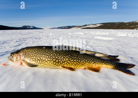 Lake Trout (Salvelinus namaycush) caught while ice fishing, Fox Lake, Yukon Territory, Canada, North America Stock Photo