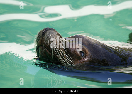 Male California Sea Lion (Zalophus californianus), Wuppertal Zoo, North Rhine-Westphalia, Germany, Europe Stock Photo