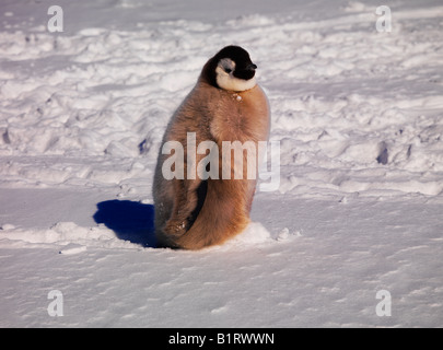 Emperor Penguin (Aptenodytes forsteri) at Cape Washington, Antarctic Stock Photo