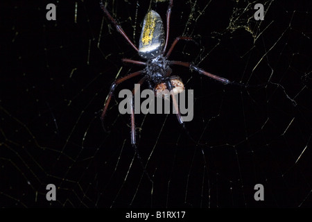 Golden Silk Orb-web or Orbweaver Spider (Nephila clavipes), Madagascar, Africa Stock Photo