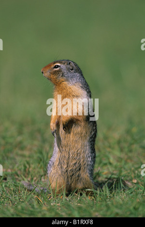 Columbian Ground Squirrel (Spermophilus columbianus), Canada, North America Stock Photo