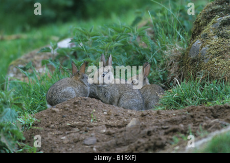 European Rabbits (Oryctolagus cuniculus), young outside of warren Stock Photo