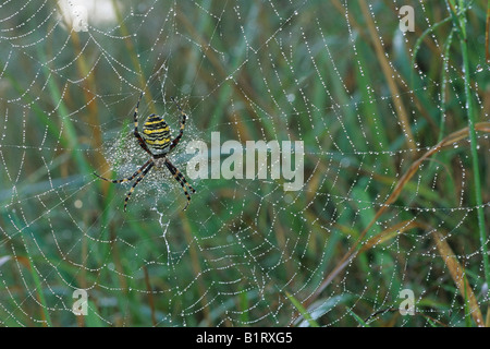 Wasp Spider (Argiope bruennichi) in its web covered in morning dew Stock Photo