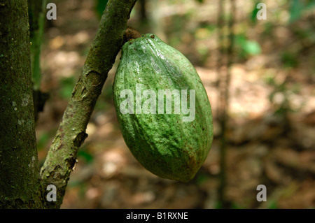 Unripe Cocoa Fruit (Theobroma cacao), Ghana, West Africa Stock Photo