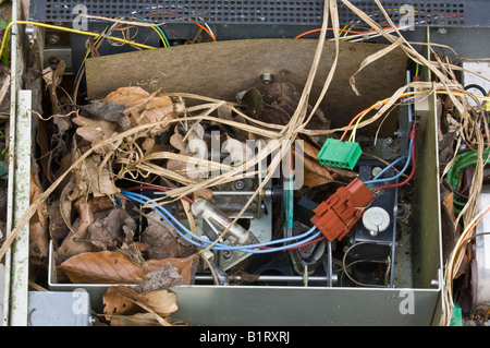 Electronic device covered with fallen leaves and grass Stock Photo