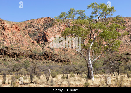 Eucalyptus tree in front of cliffs, East MacDonnell Ranges, Norhern Territory, Australia Stock Photo