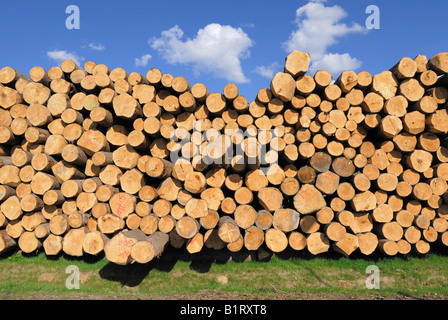 Stacked spruce trunks, logs near Viechtach, Bayerischer Wald, Bavarian Forest, Lower Bavaria, Germany Stock Photo