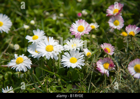 Daisies (Bellis perennis) on a meadow in spring