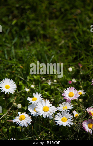 Daisies (Bellis perennis) on a meadow in spring