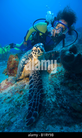 Scuba diver watching a Hawksbill Turtle (Eretmochelys imbricata) feeding, Caribbean, Honduras, Central America Stock Photo