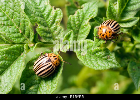 Colorado Potato Beetles (Leptinotarsa decemlineata) on a Potato plant (Solanum tuberosum) Stock Photo