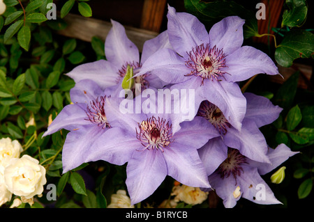 Clematis (Clematis) flowers Stock Photo