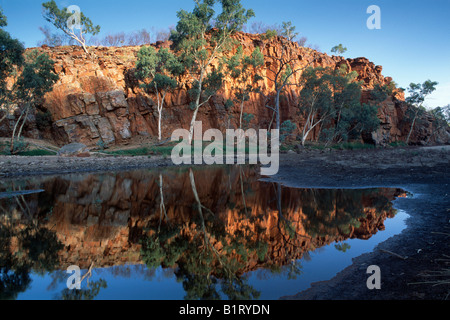 Ghost Gum (Eucalyptus papuana) and red rocks reflected, West Mac Donnells Ranges, Northern Territory, Australia Stock Photo