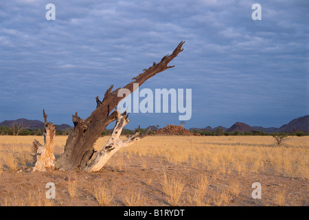 Dead tree in Damaraland, Namibia, Africa Stock Photo