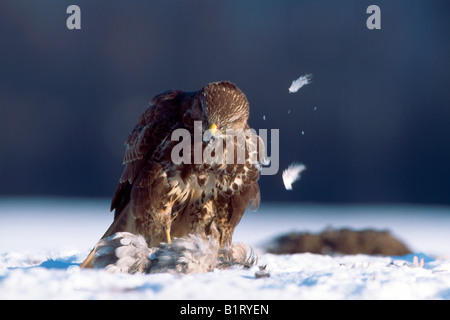 Common Buzzard (Buteo buteo) with kill, prey in the snow, Schwaz, Tyrol, Austria, Europe Stock Photo