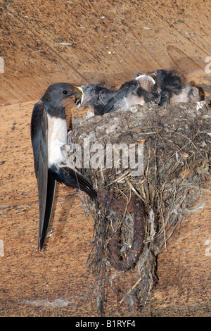 Barn Swallow (Hirundo rustica) feeding young in nest, Schwaz, Tyrol, Austria, Europe Stock Photo