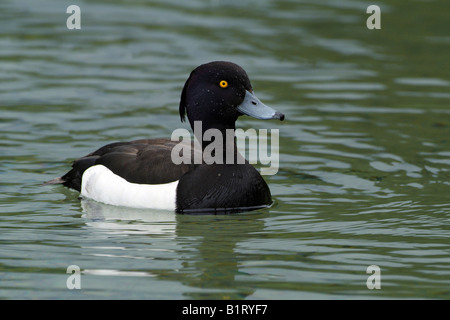 Male Tufted Duck (Aythya fuligula), Pillersee Lake, Tyrol, Austria, Europe Stock Photo