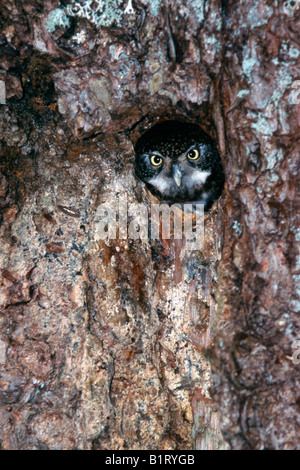 Eurasian Pygmy Owl (Glaucidium passerinum), Tyrol, Austria, Europe Stock Photo