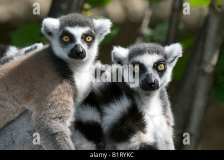 Ring-tailed Lemur (Lemur catta), Salzburg Zoo, Austria, Europe Stock Photo