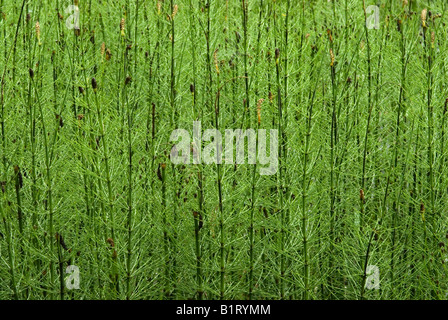 Marsh Horsetail (Equisetum palustre), Alter Tristachsee, Lienz, East Tyrol, Austria, Europe Stock Photo