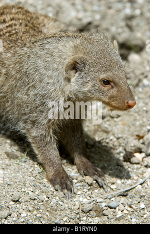 Banded Mongoose (Mungos mungo), Salzburg Zoo, Salzburg, Austria, Europe Stock Photo