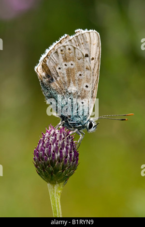 Mazarine Blue butterfly (Cyaniris semiargus), Lechtal, Tyrol, Austria, Europe Stock Photo