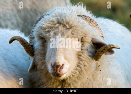 Domestic sheep (Ovis orientalis aries), Tratzberg, Tyrol, Austria, Europe Stock Photo