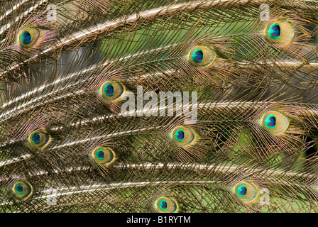 Peacock (Pavo), plumage detail, feathers, Strass im Zillertal, Tyrol, Austria, Europe Stock Photo