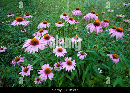 Eastern Purple Coneflowers (Echinacea purpurea) in Gertrude Messner's herb garden, Brandenberg, Tyrol, Austria, Europe Stock Photo