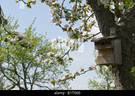 A nesting box on a flowering apple tree Stock Photo