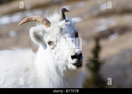 Dall Sheep (Ovis dalli), Sheep Mountain, St. Elias Range, Kluane National Park, Yukon Territory, Canada Stock Photo