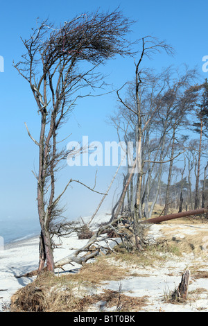 Windswept trees along the Baltic Sea coast, Prerow western beach, on Darss, Nationalpark Vorpommersche Boddenlandschaft, Wester Stock Photo