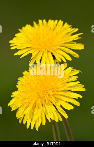 Common Dandelion (Taraxacum officinale) in bloom, medicinal plant Stock Photo