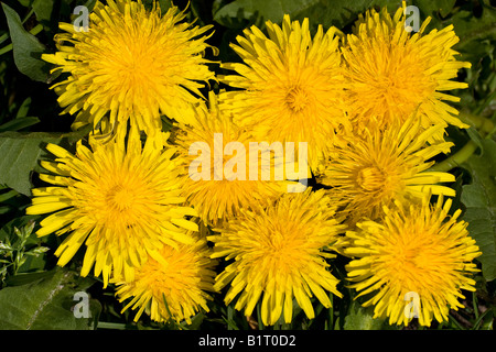 Common Dandelion (Taraxacum officinale) in bloom, medicinal plant Stock Photo