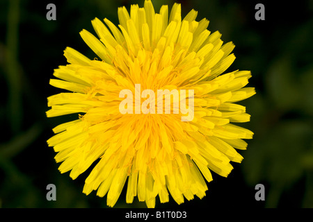 Common Dandelion (Taraxacum officinale) in bloom, medicinal plant Stock Photo