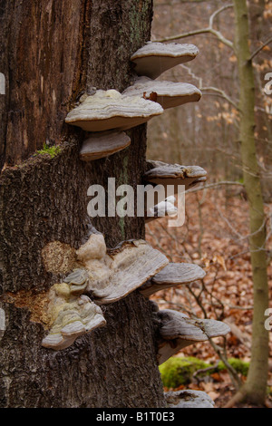 Bracket fungus or tree fungus on an old beech trunk, Lueerwald Forest, Sauerland, North Rhine-Westphalia, Germany, Europe Stock Photo