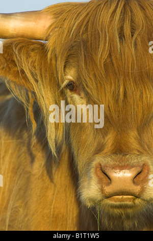 Highland Cow head shot on fields in Yorkshire Dales. Close up with ...