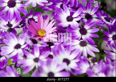 Violet flowers with a differant species of violet flower amongst them Stock Photo