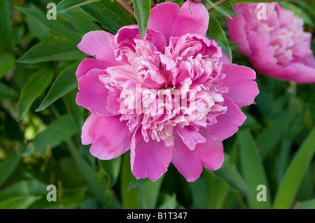 giant white and pink Common Peony