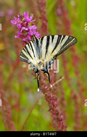 Umherfliegen hi-res stock photography and images - Alamy