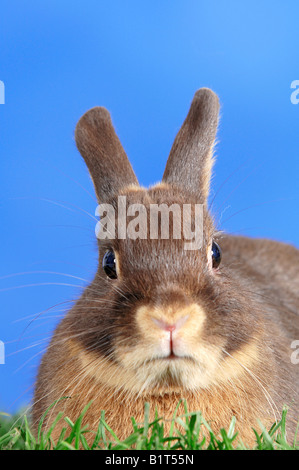 dwarf rabbit (tan) on meadow Stock Photo