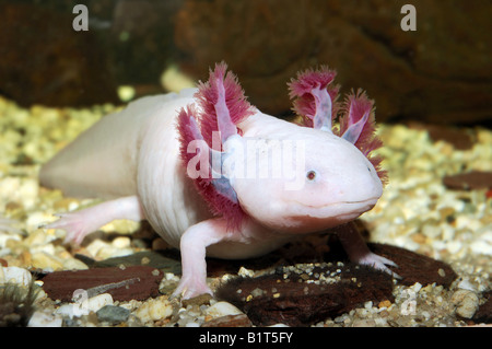 White axolotl (Ambystoma mexicanum) neotenic aquatic salamander Stock ...