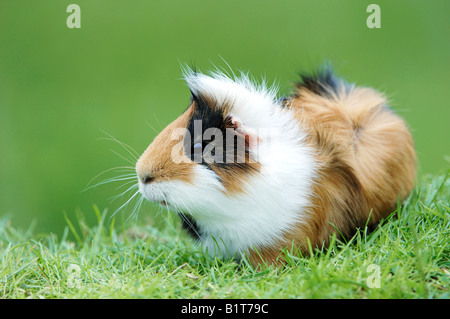 Guinea Pig, Cavie. Tricolored adult in grass  Germany Stock Photo
