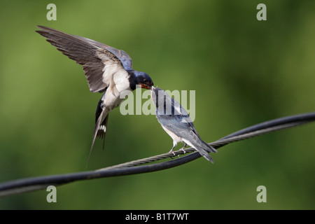 Swallow Hirundo rustica in flight feeding young Potton Bedfordshire Stock Photo